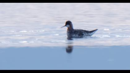 Red-necked Phalarope