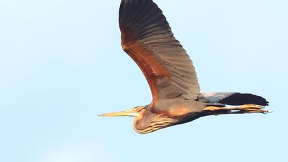 Purple Heron