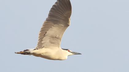 Black-crowned Night Heron