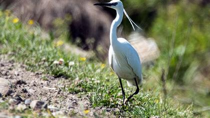 Little Egret
