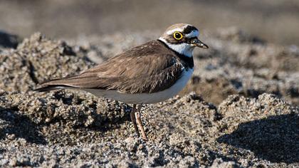 Little Ringed Plover