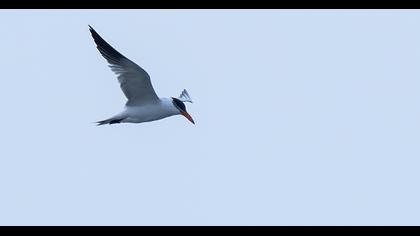 Caspian Tern