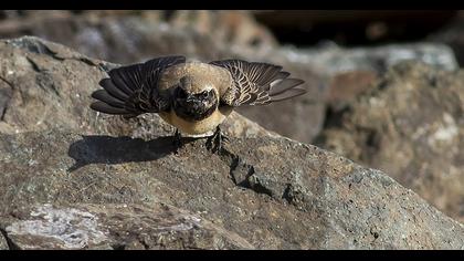 Black-eared Wheatear