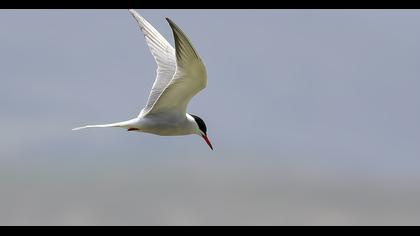 Common Tern