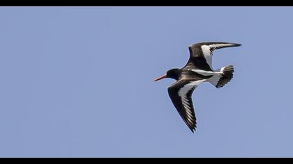 Eurasian Oystercatcher