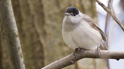 Karabaşlı ötleğen