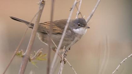 Common Whitethroat