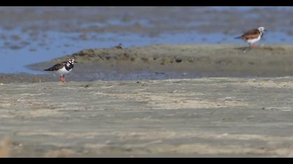 Ruddy Turnstone