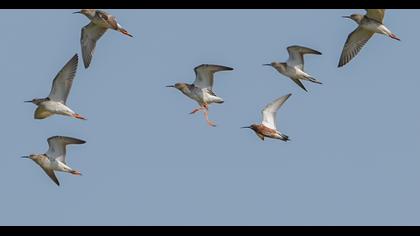 Curlew Sandpiper
