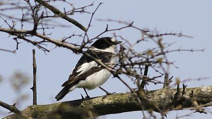 Collared Flycatcher