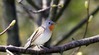 Red-breasted Flycatcher