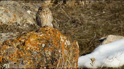 Little Owl