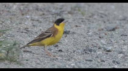 Black-headed Bunting