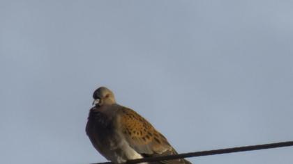 European Turtle Dove