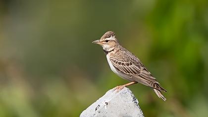 Bimaculated Lark