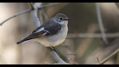 Semicollared Flycatcher