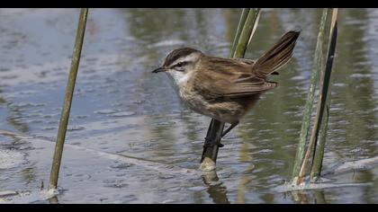 Bıyıklı kamışçın