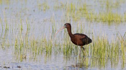 Glossy Ibis