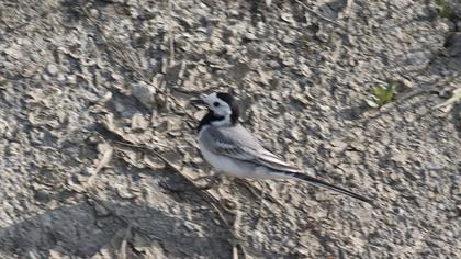 White Wagtail