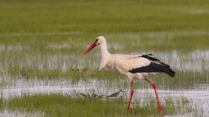 White Stork