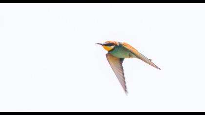 European Bee-eater