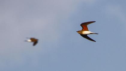 Collared Pratincole
