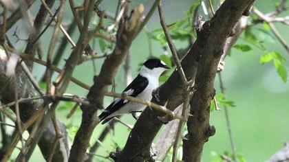 Collared Flycatcher