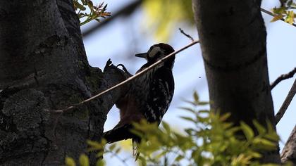 White-backed Woodpecker