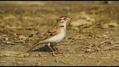 Greater Short-toed Lark