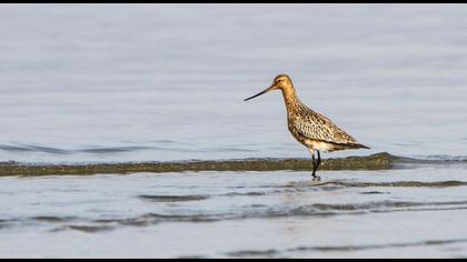 Bar-tailed Godwit