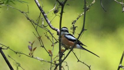 Masked Shrike