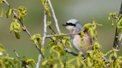 Red-backed Shrike