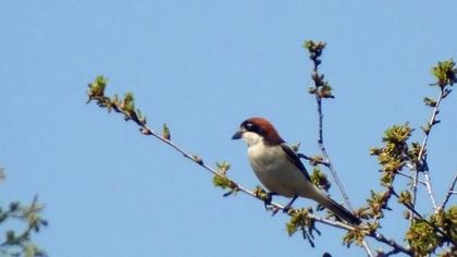Woodchat Shrike