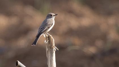 Spotted Flycatcher
