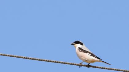 Lesser Grey Shrike