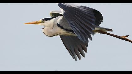 Grey Heron