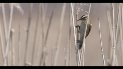 Sedge Warbler