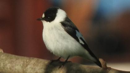 Collared Flycatcher