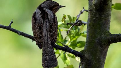 Eurasian Wryneck