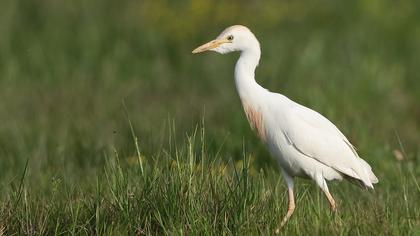 Western Cattle Egret