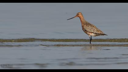 Bar-tailed Godwit