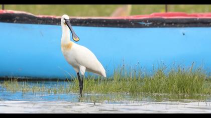 Eurasian Spoonbill