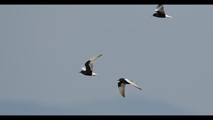 White-winged Tern