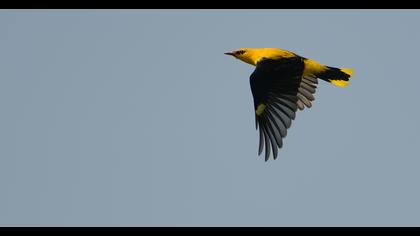 Eurasian Golden Oriole