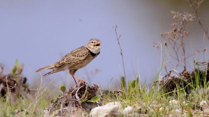 Calandra Lark