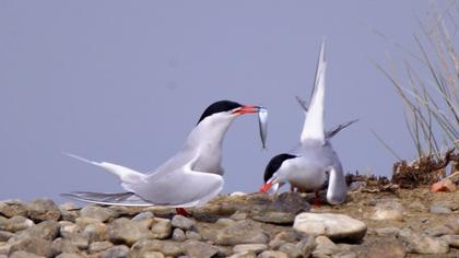 Common Tern