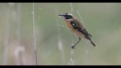 Whinchat