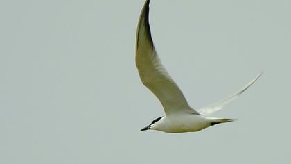 Gull-billed Tern