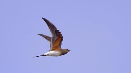 Collared Pratincole