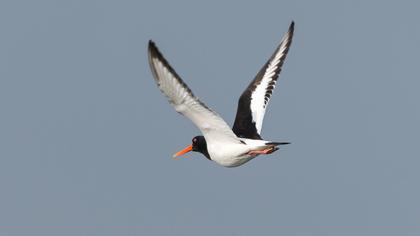 Eurasian Oystercatcher